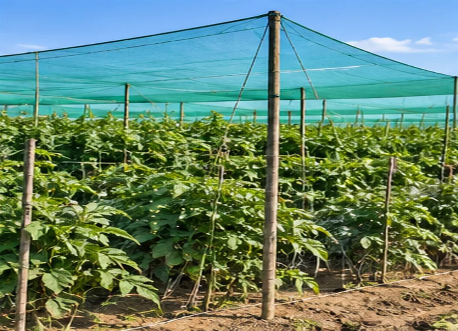 Illustrative netting field